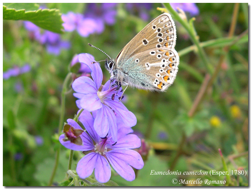 I tesori delle Madonie: Aricia eumedon (Lycaenidae)